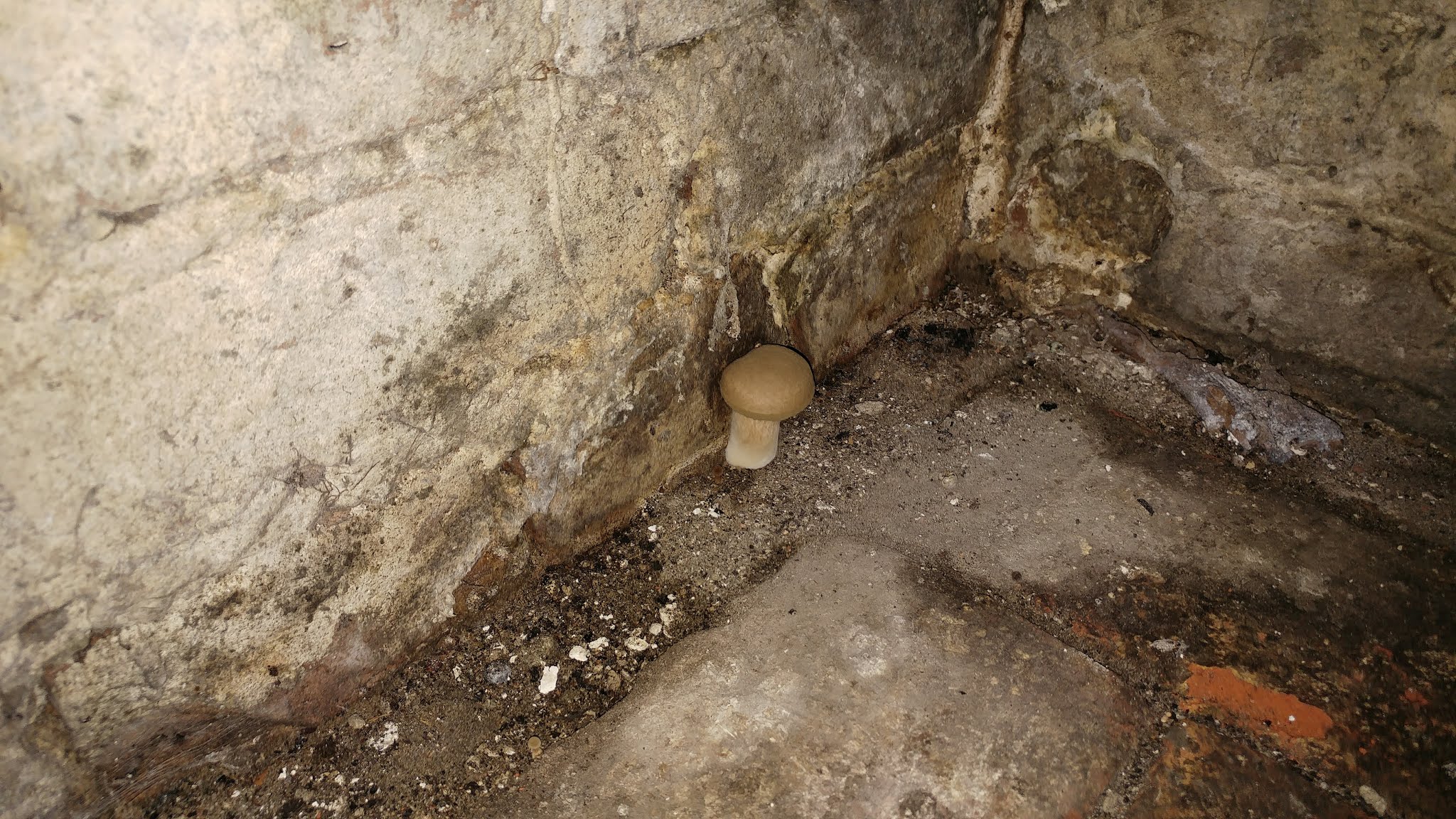 Pilze im Keller
